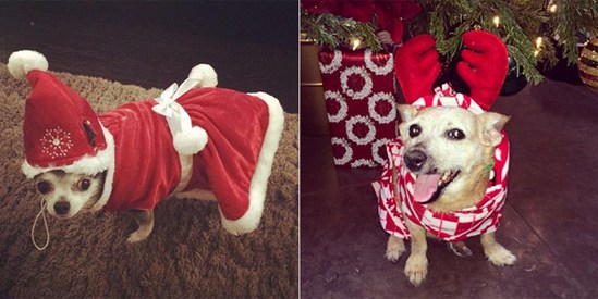 Знаменитости готовятся к Рождеству и новому 2014 году