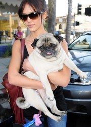 Животные знаменитостей с необычными именами